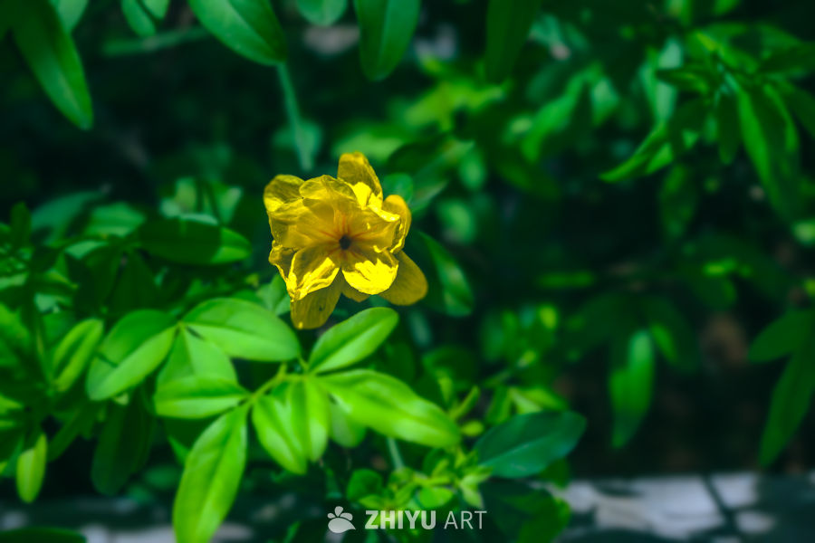 花