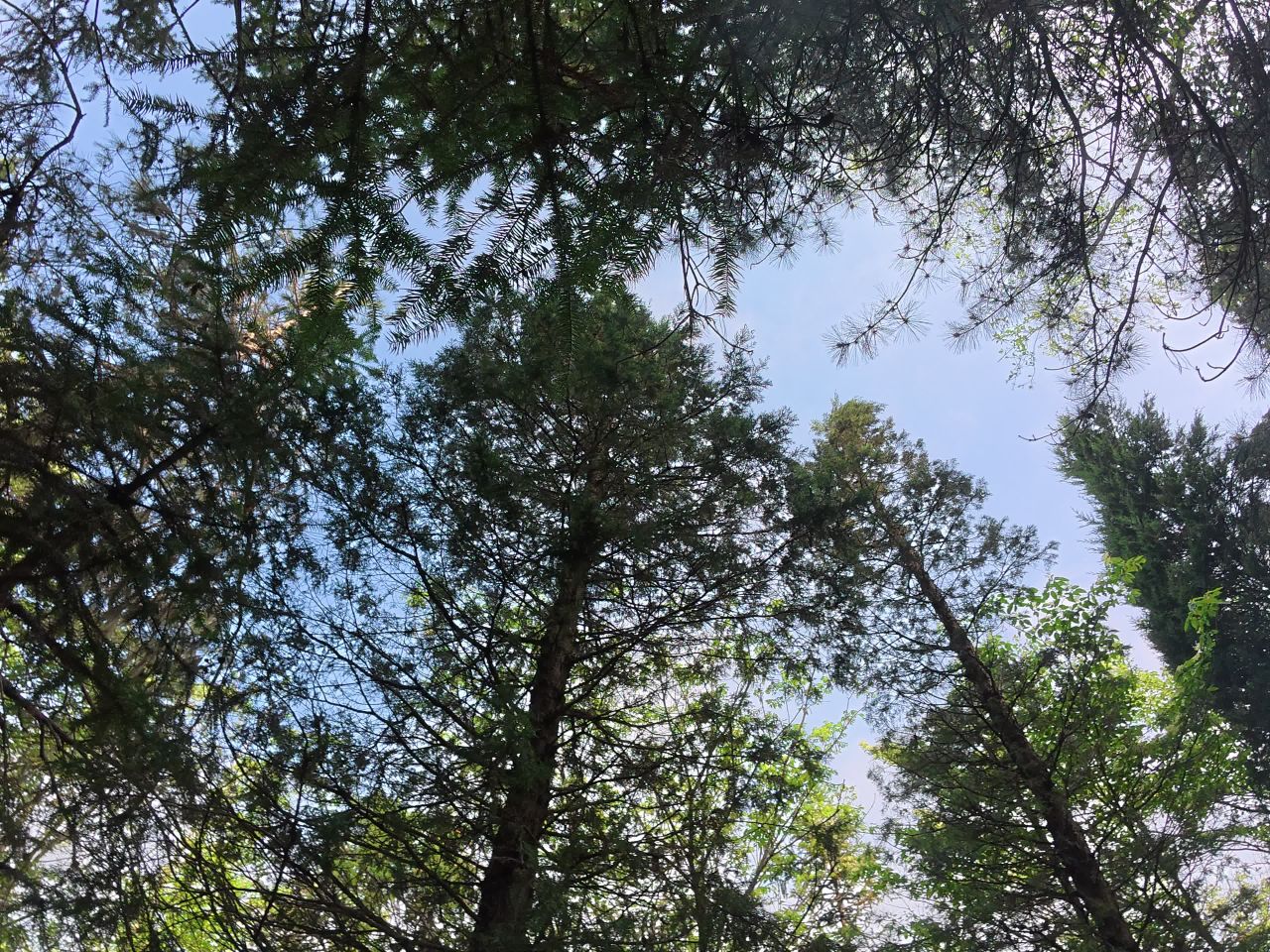 林间漫步时光
