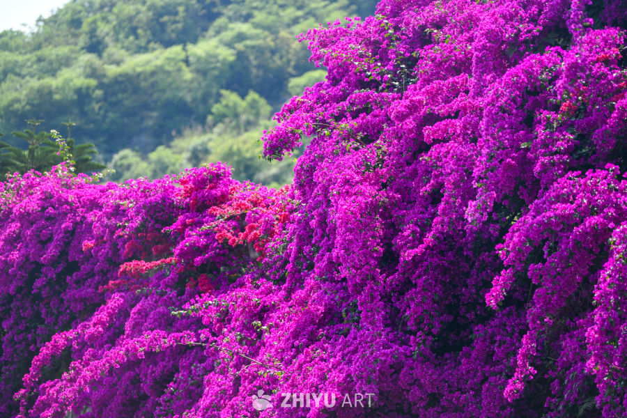 三角梅花开 12