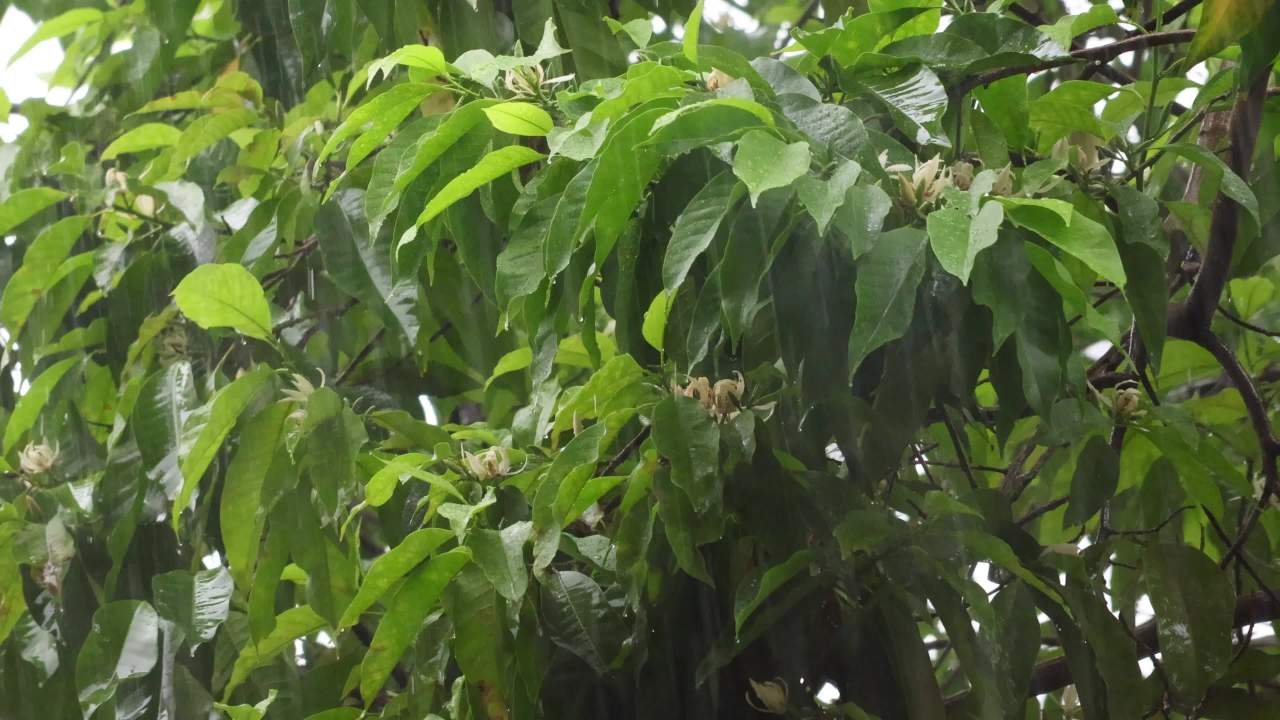 初夏的雨-白兰花