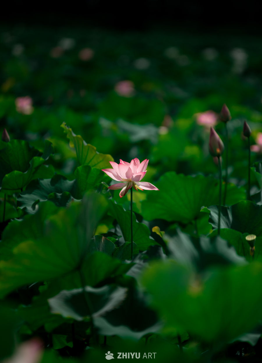 荷花 13