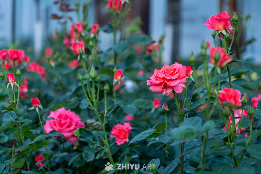 月季花 8