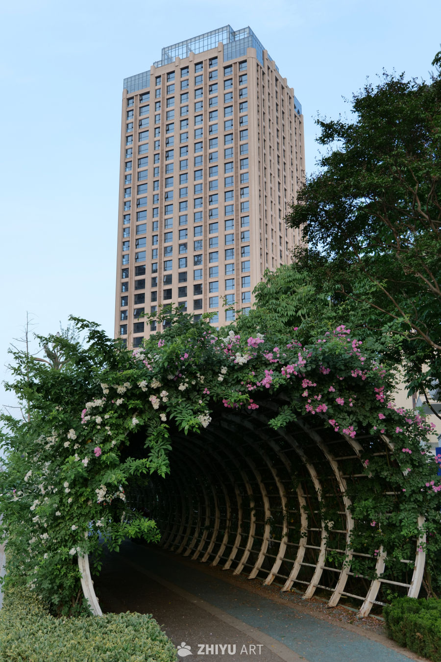 月季花 25