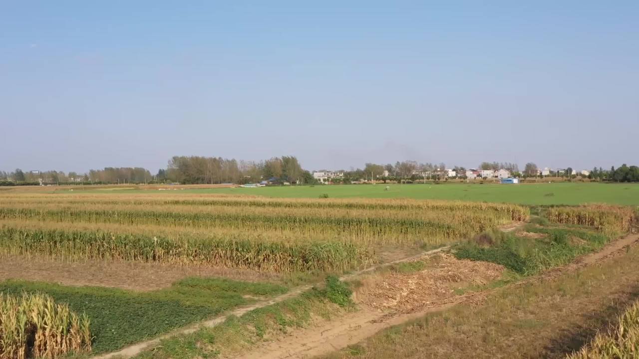 玉米地收割机
