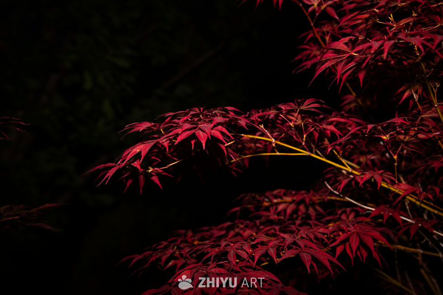 校园随拍 3