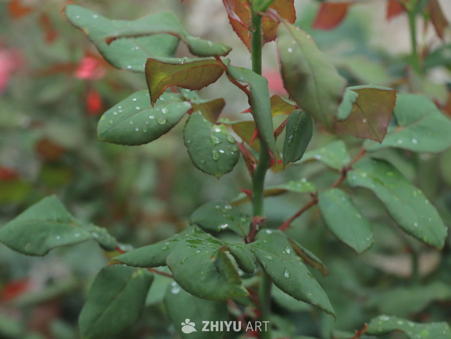 雨后绿意盎然的玫瑰叶