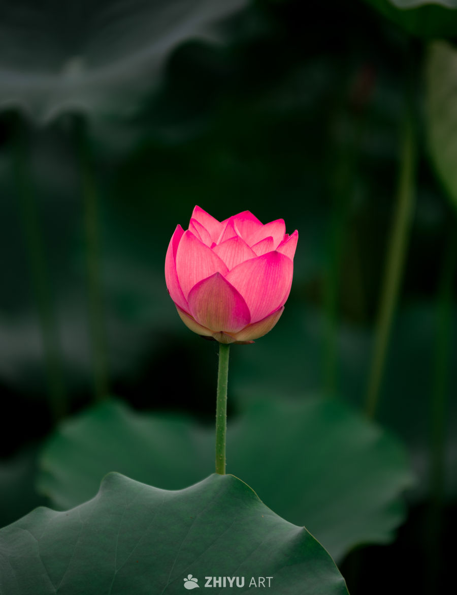 荷花 5