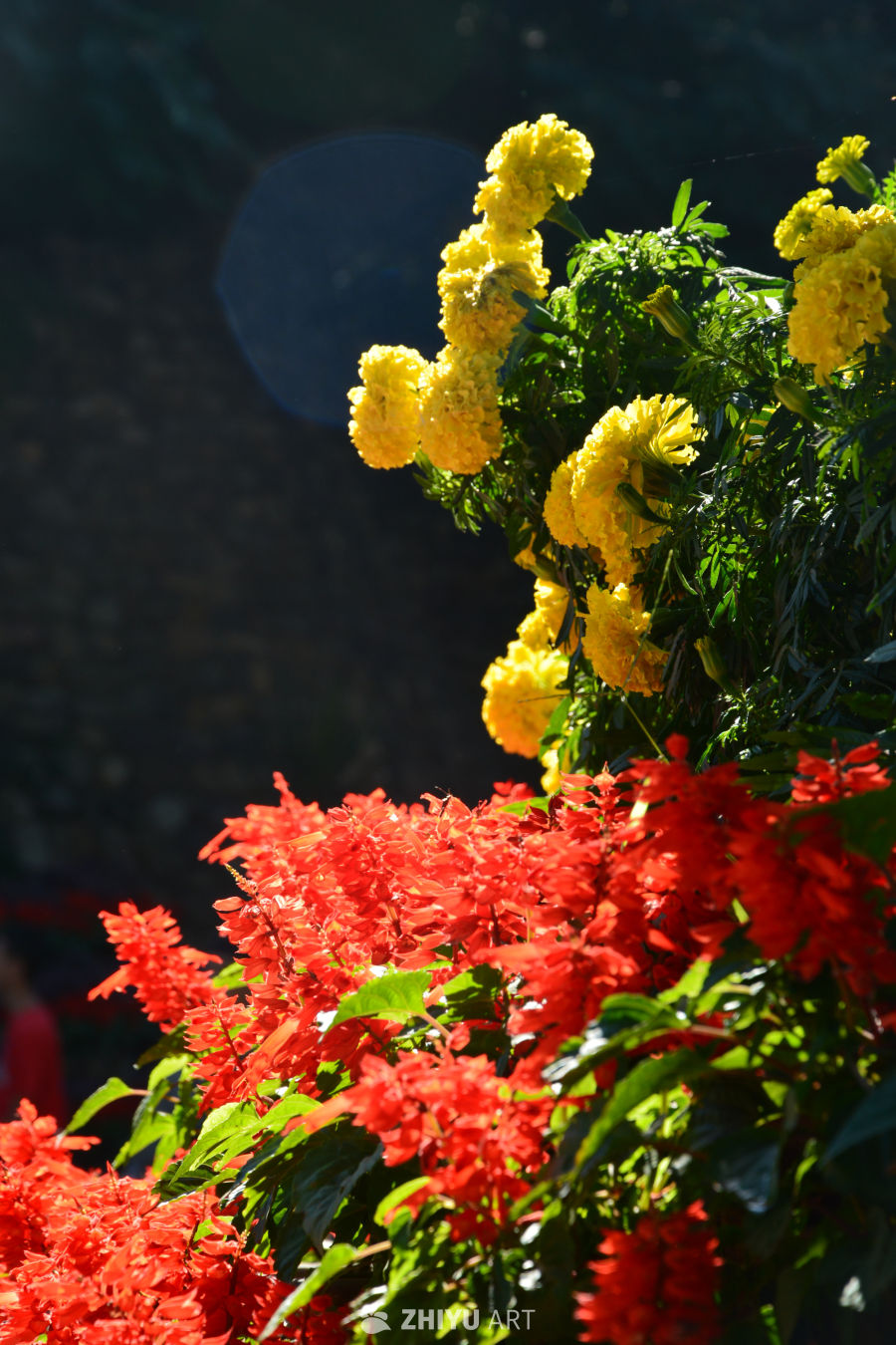 菊花