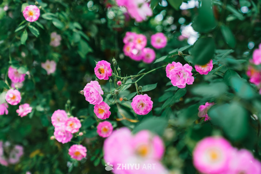 春末的蔷薇花 12