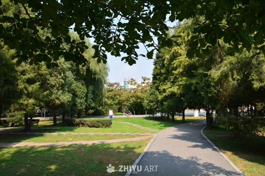夏日公园林荫道