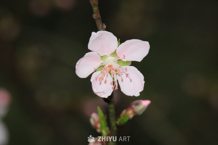 桃花盛开的春天