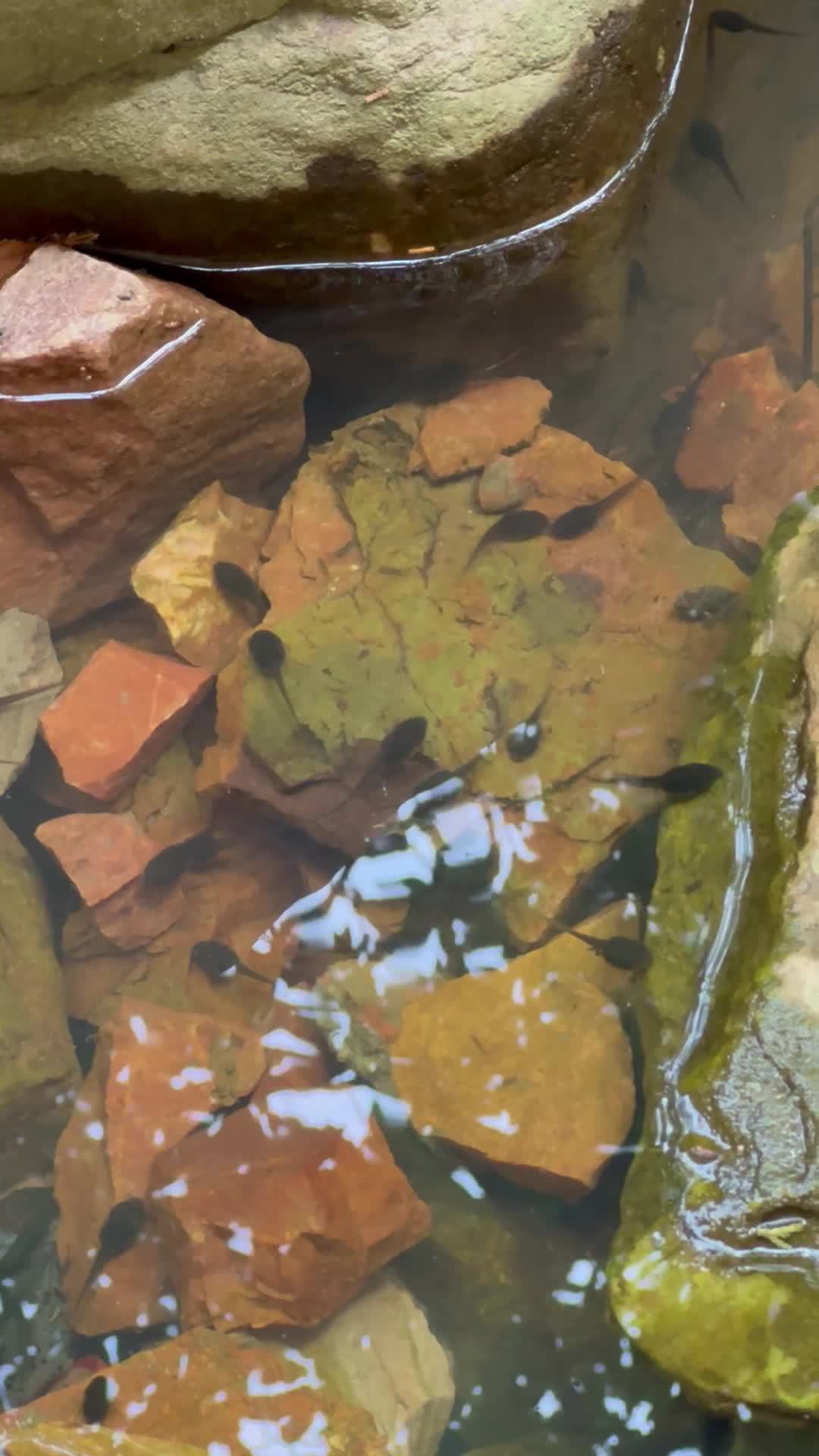 小蝌蚪游水 1