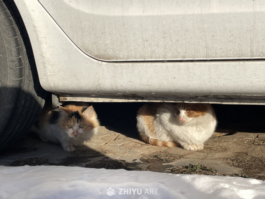 雪天的流浪猫 1