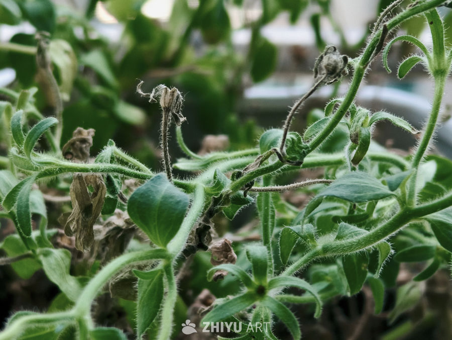 盆栽的绿植