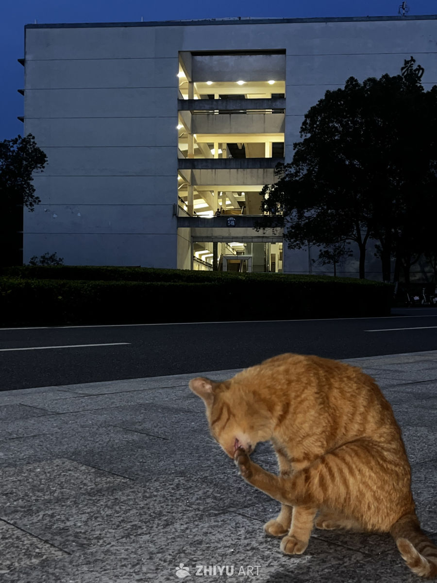 夜色中的猫咪清洁