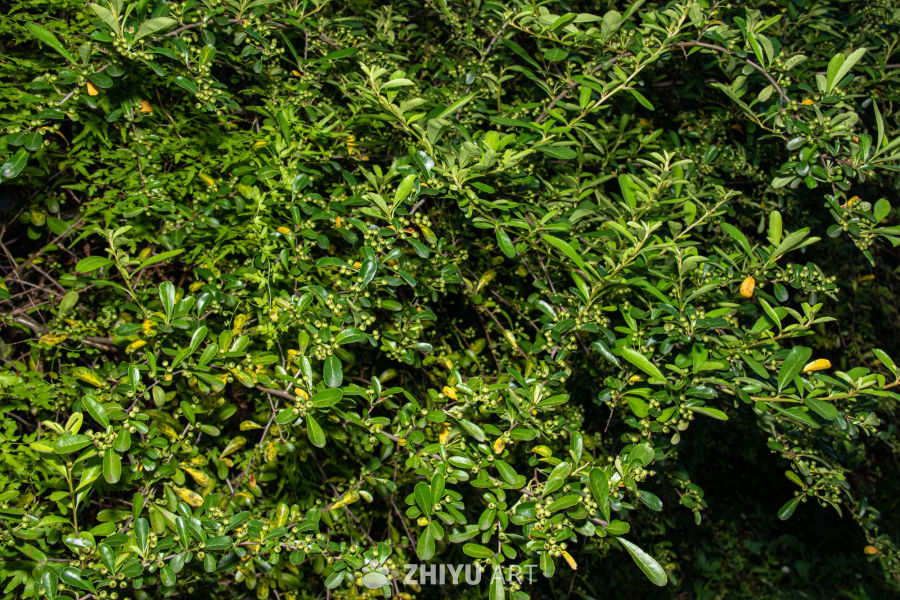 中药材与药材花 35