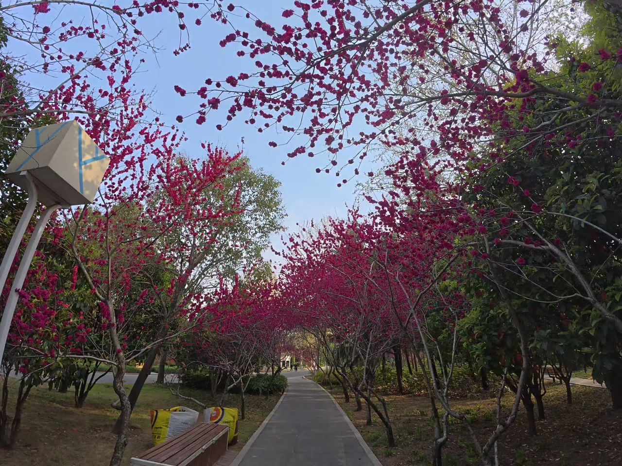 樱花隧道
