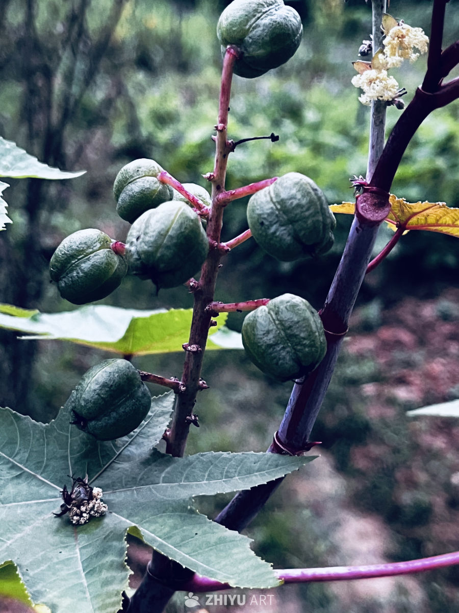 绿意盎然的植物果实