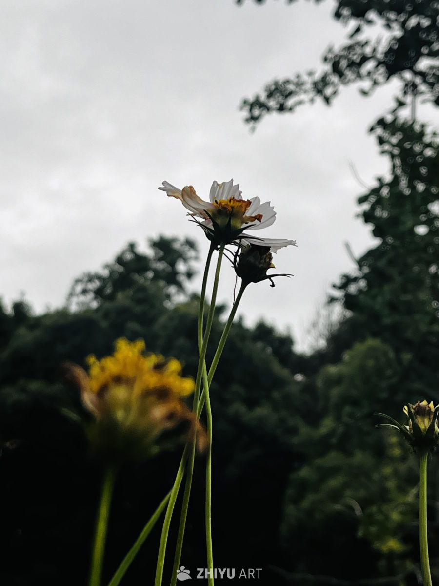秋日的静谧花景