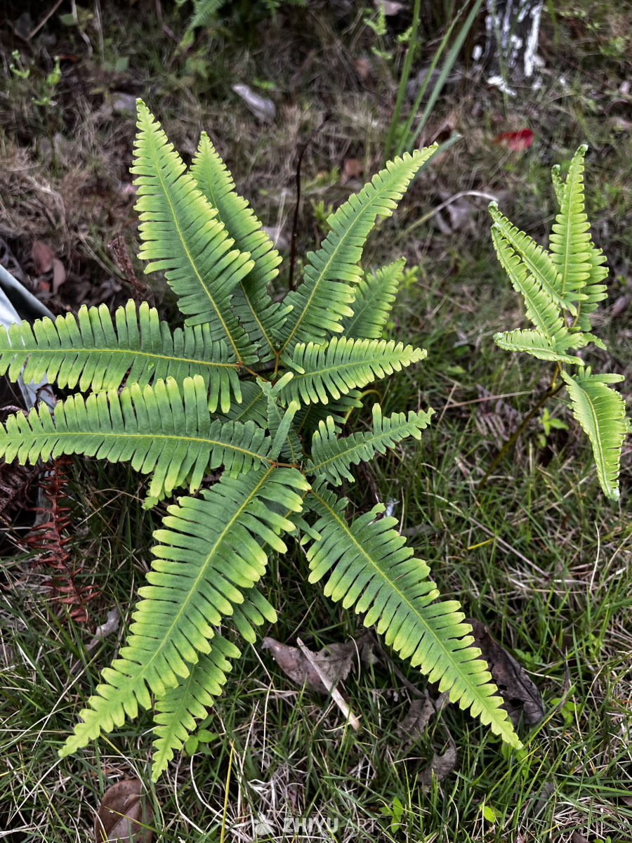 生机勃勃的蕨类植物