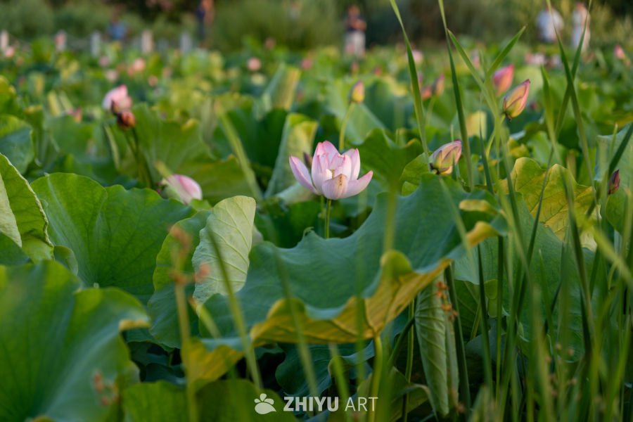 古楼荷花 35