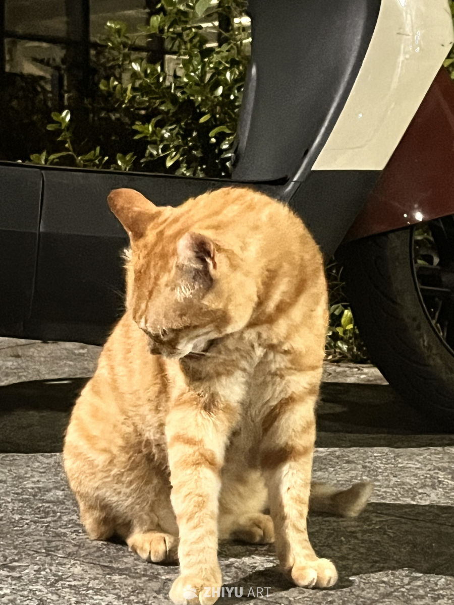 夜幕下的清洁工猫