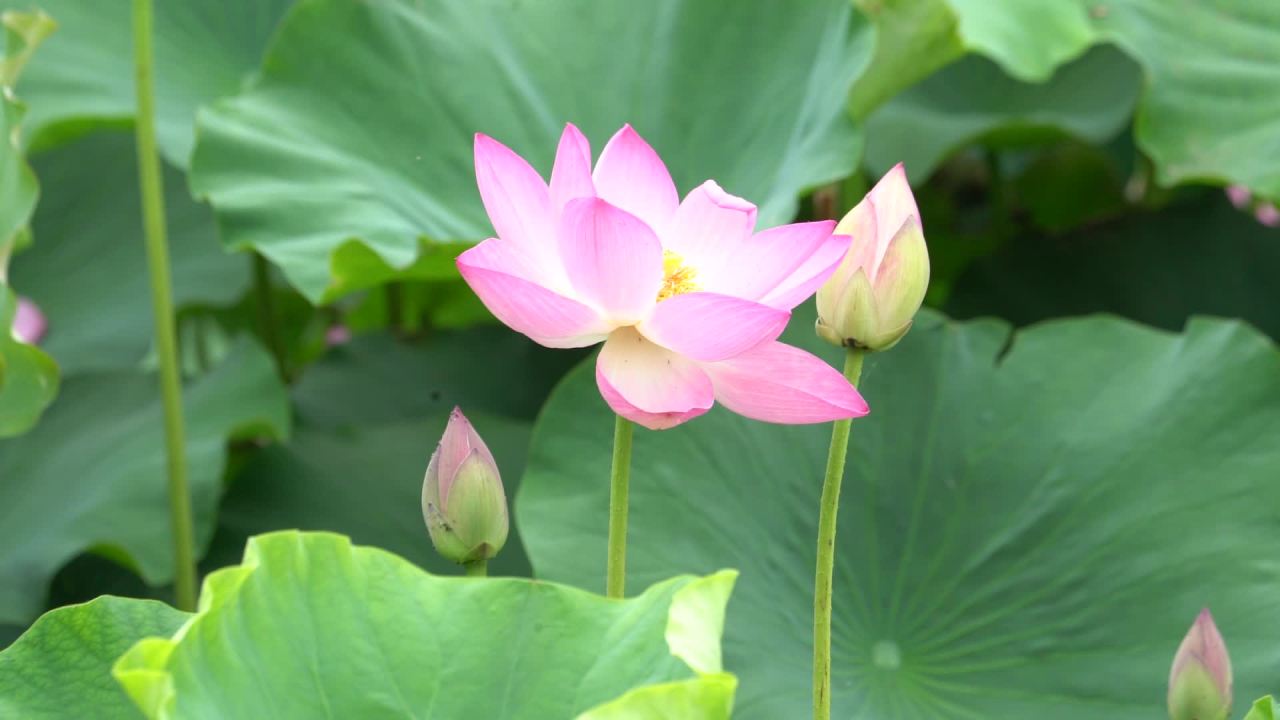 静谧的莲花盛开