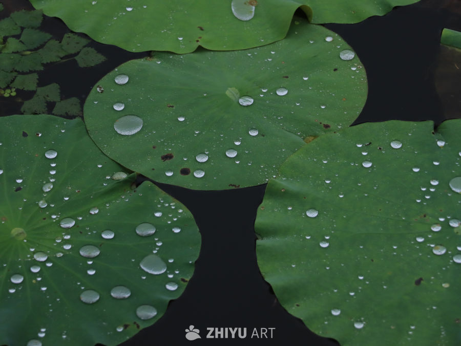 雨后荷叶上的水珠