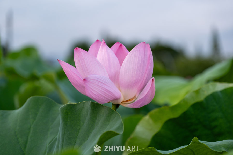 荷花 21