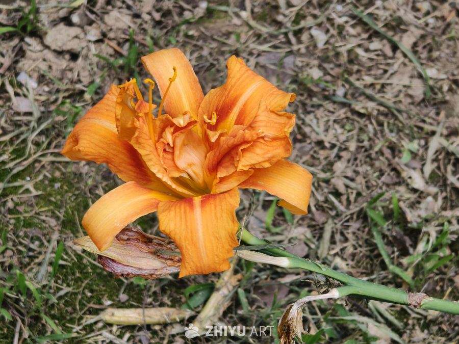 夏日里盛开的鲜花