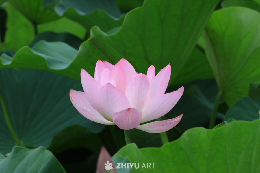 荷花 67