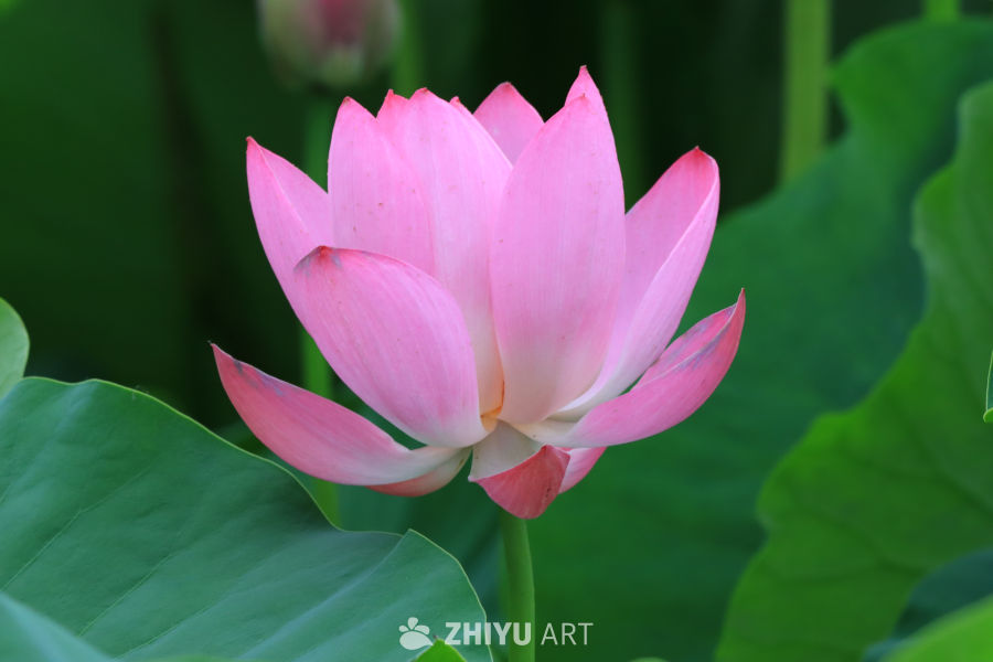 荷花 93