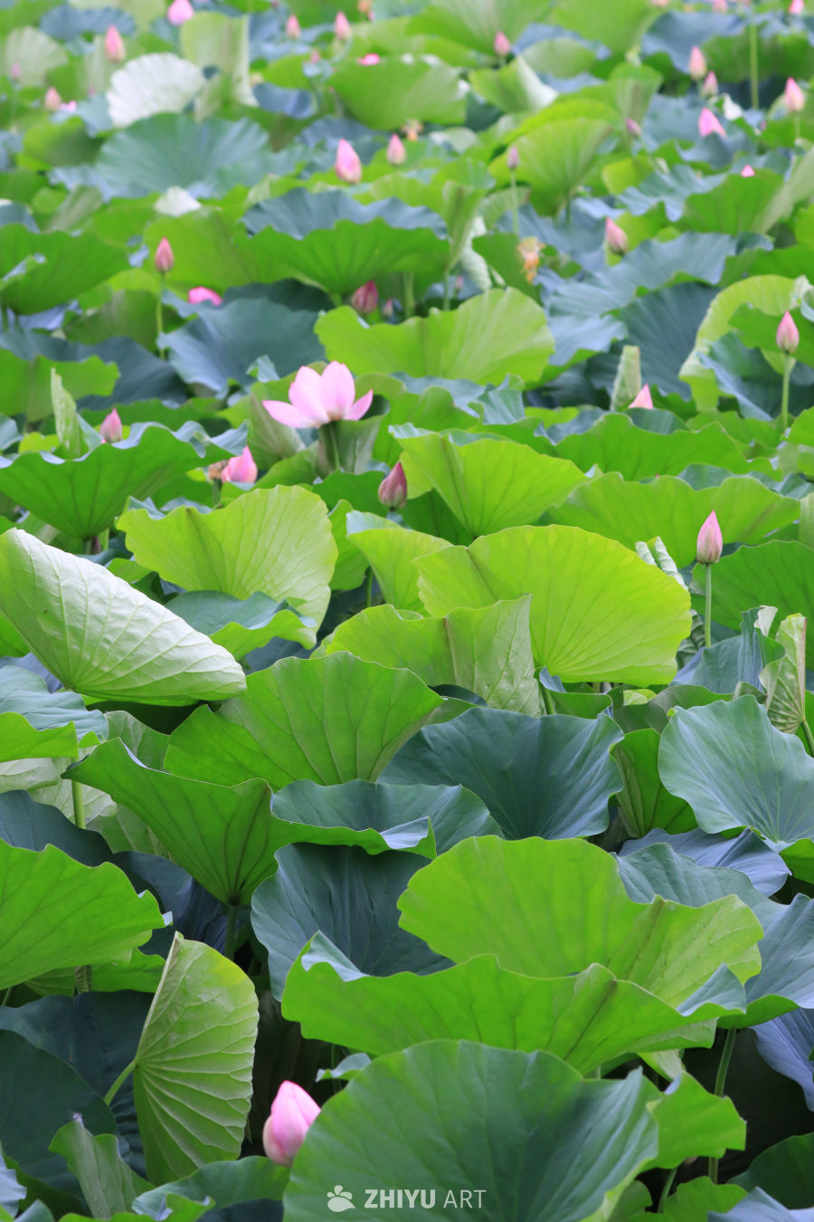 荷花 133