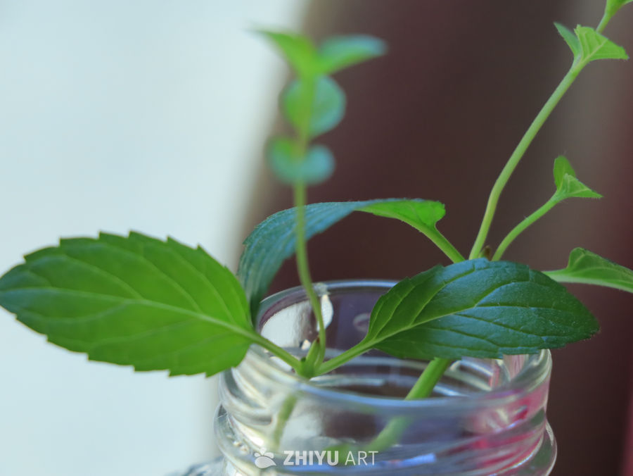 生机勃勃的绿色植物