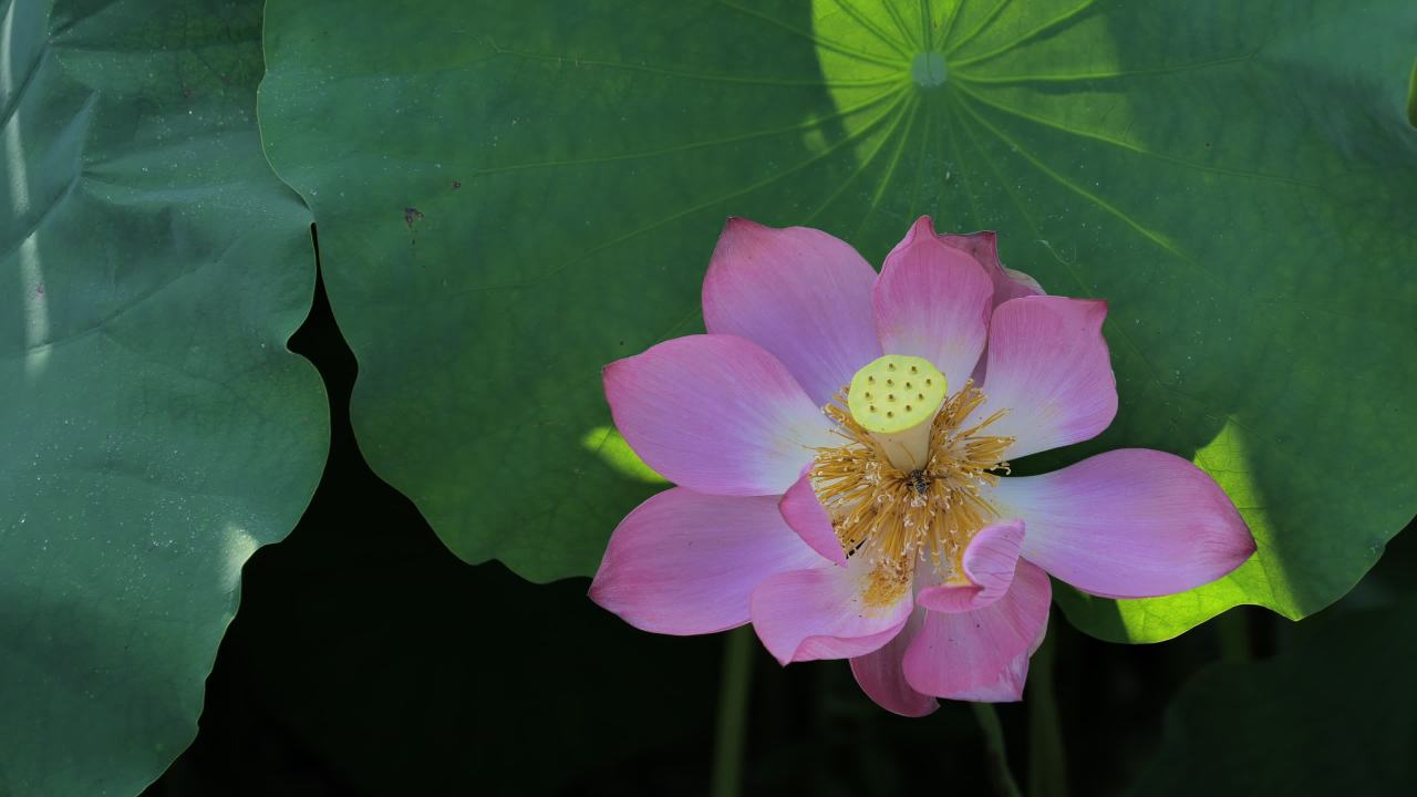 荷花（二） 8