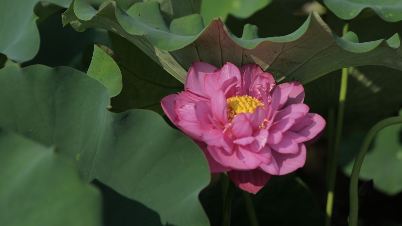 荷花（二） 23