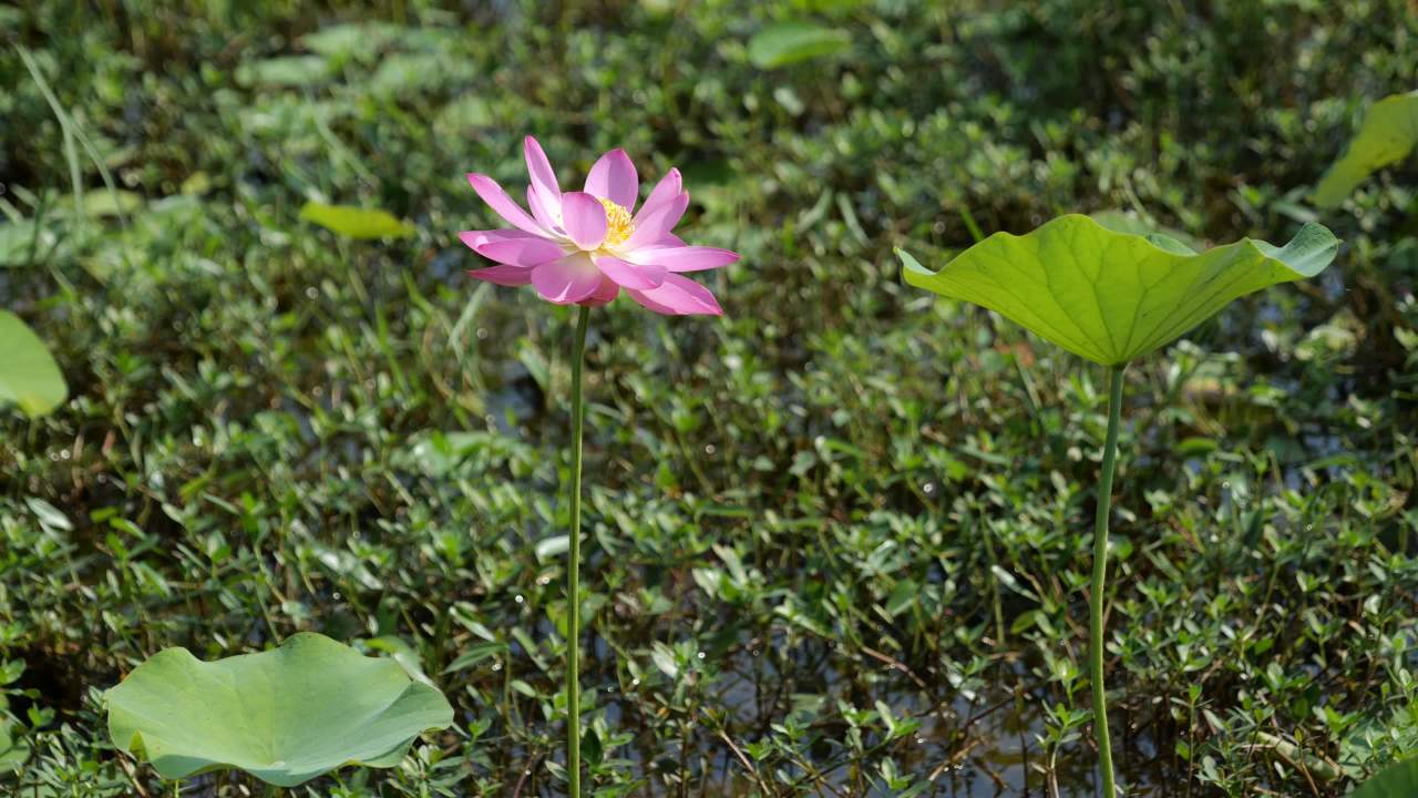 荷花（二） 40