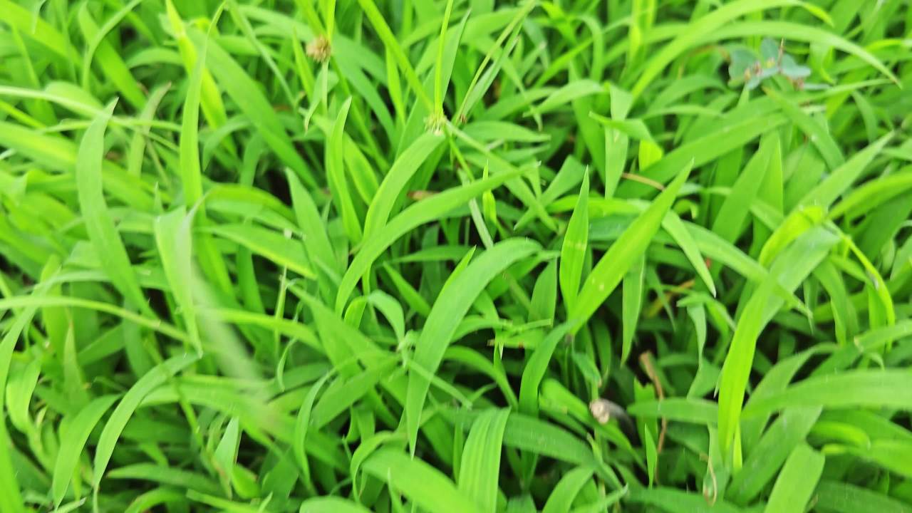 4K绿草茵茵