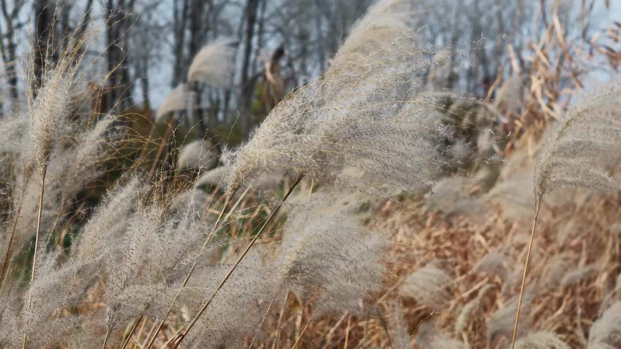 秋日芦苇随风舞