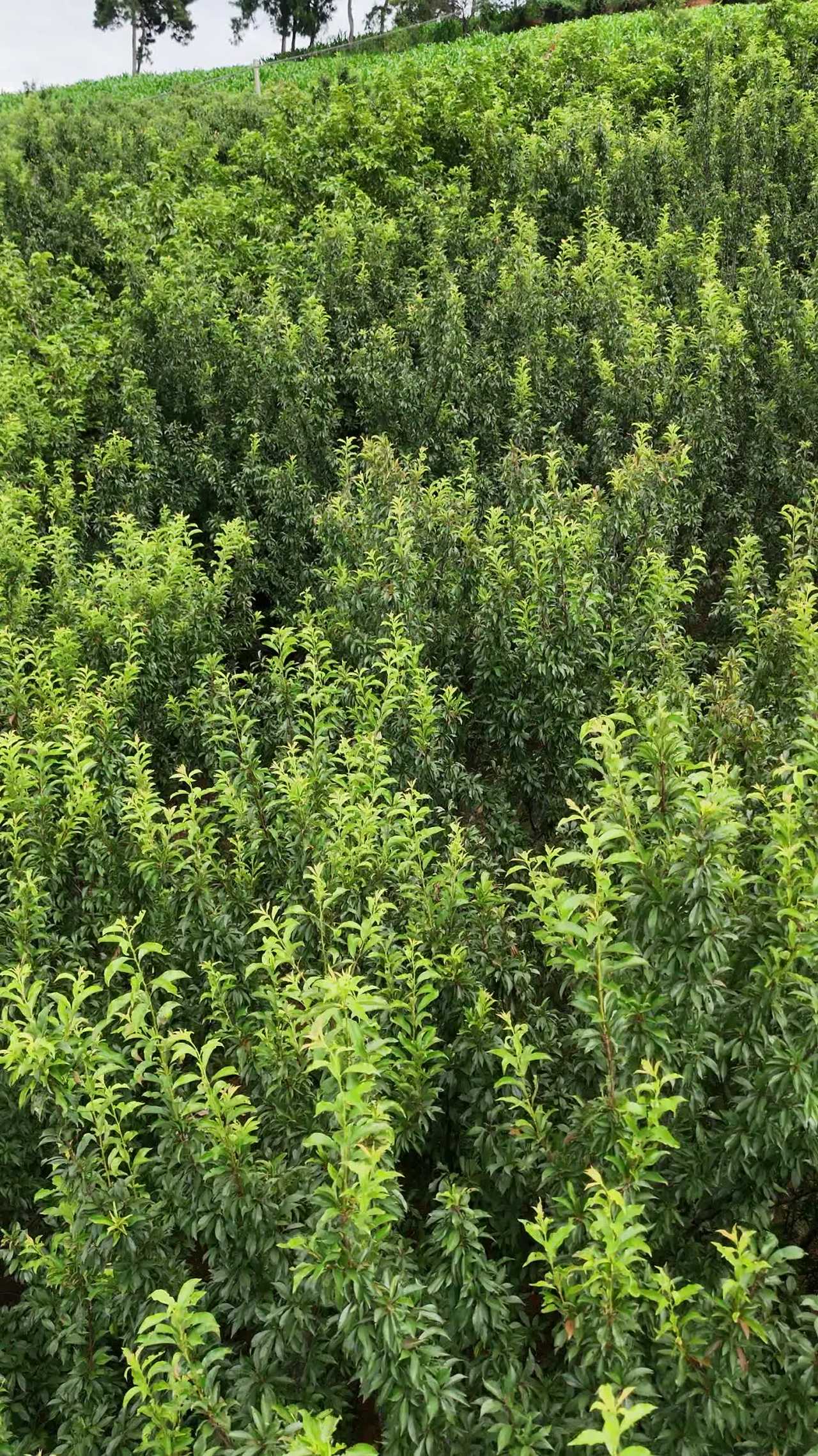 茶园风光