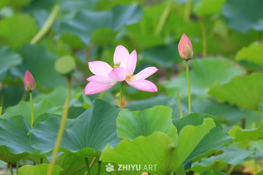 盛夏荷花 37