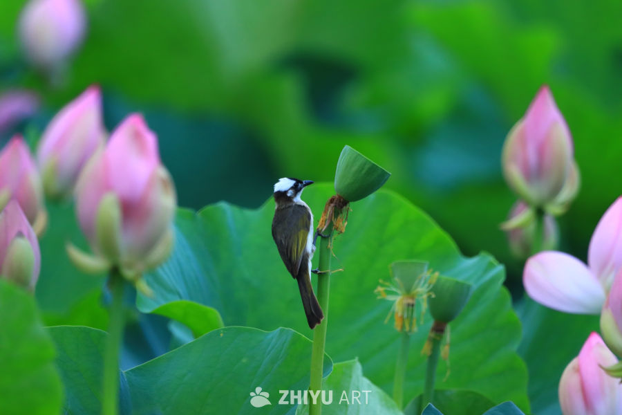 盛夏荷花 263