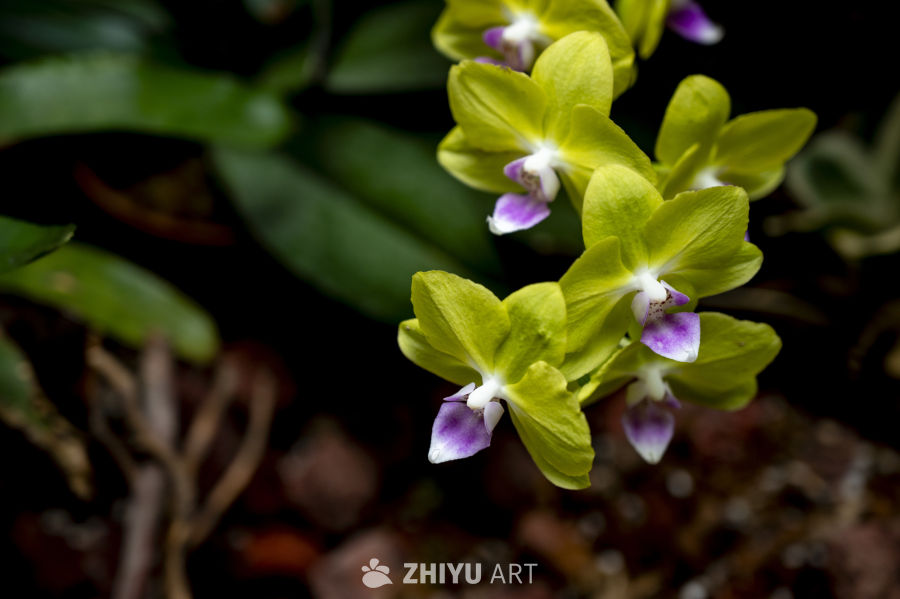 热带植物合集 9