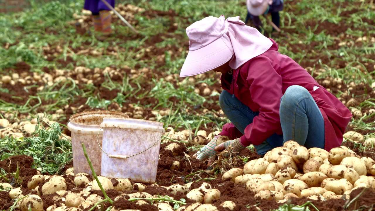 田野中的辛勤收获