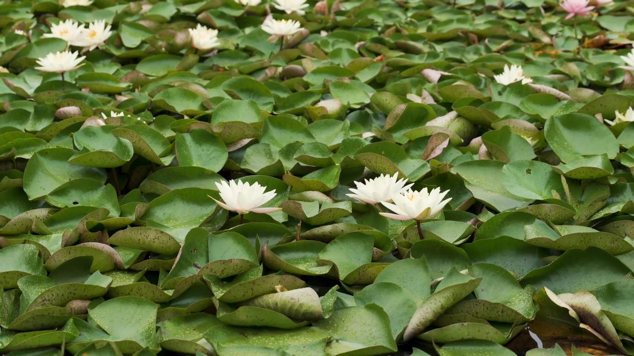 静谧的睡莲池