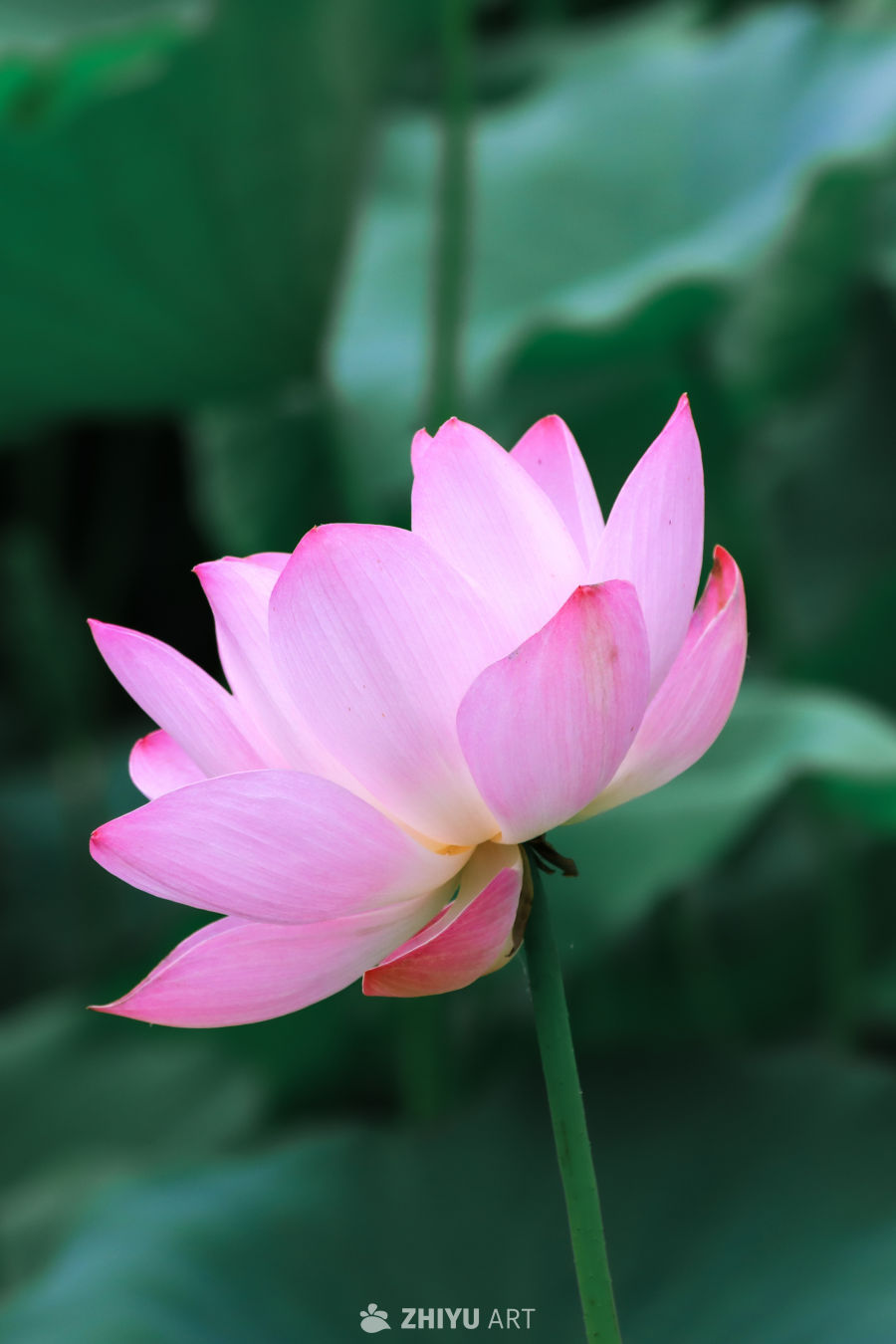 粉嫩莲花绽放