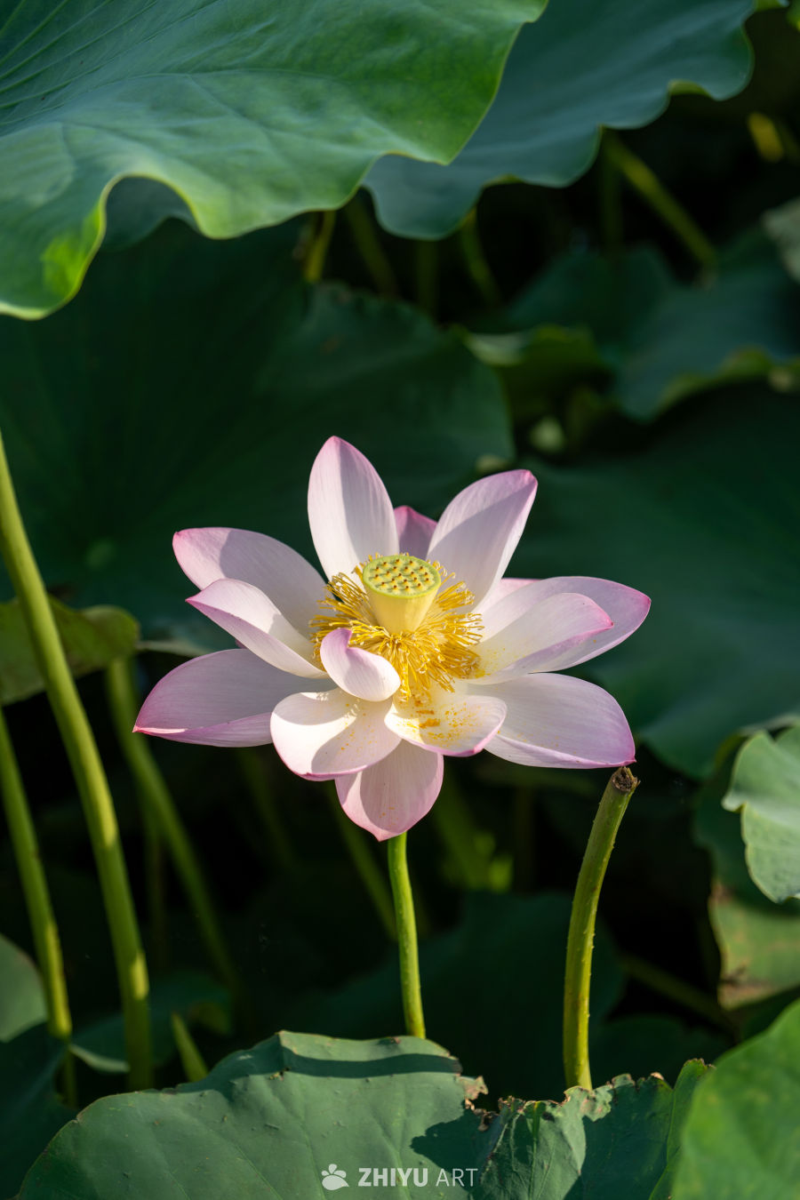荷花 60