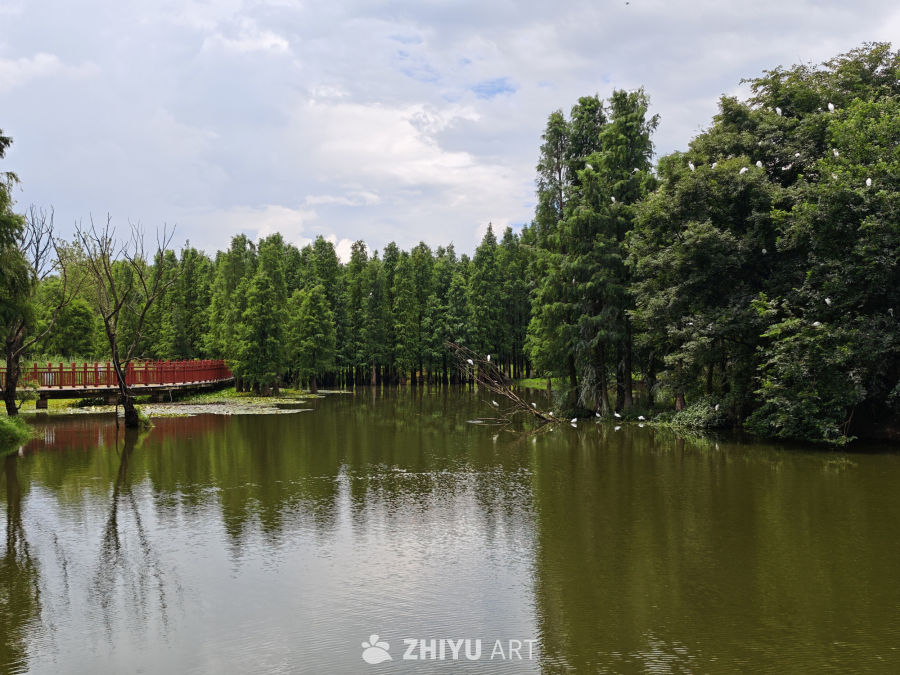 杉树与海鸥