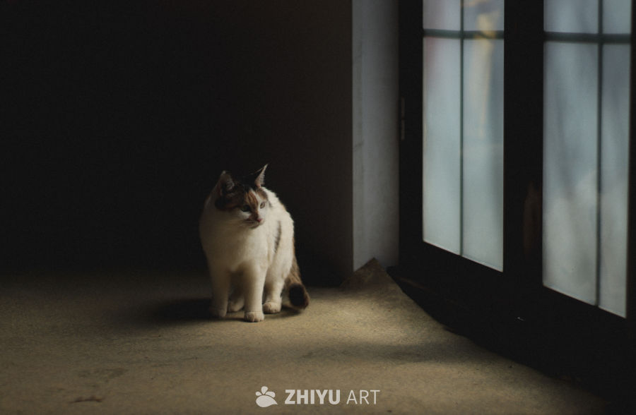 流浪猫