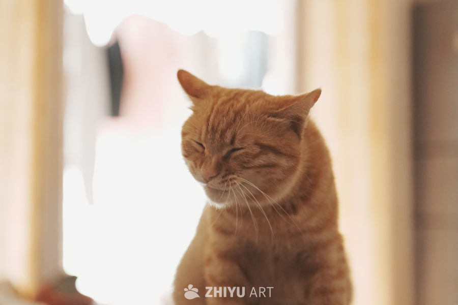 鬼迷日眼的橘猫
